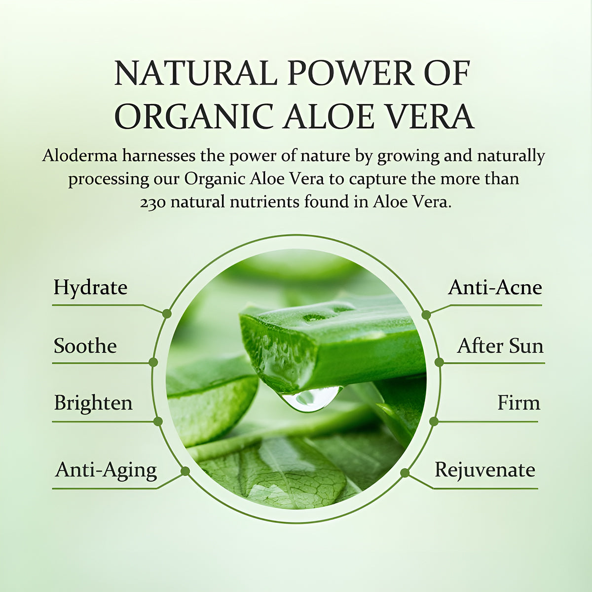 ALODERMA Pure Aloe Vera Gel Made with 96% Organic Aloe Vera,200g